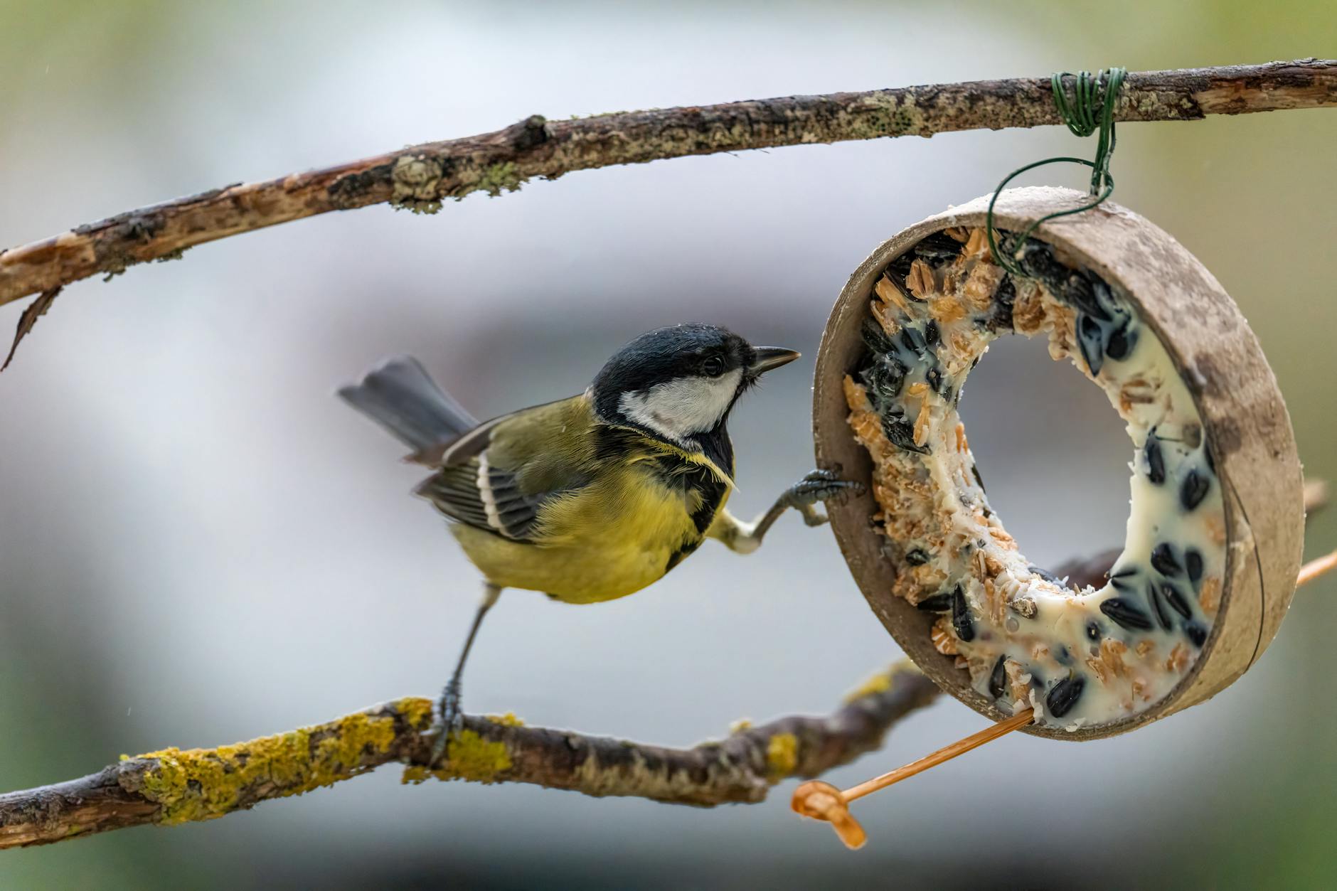 Birdwatching in Homeschooling | Easy Summer Projects for Homeschooling
